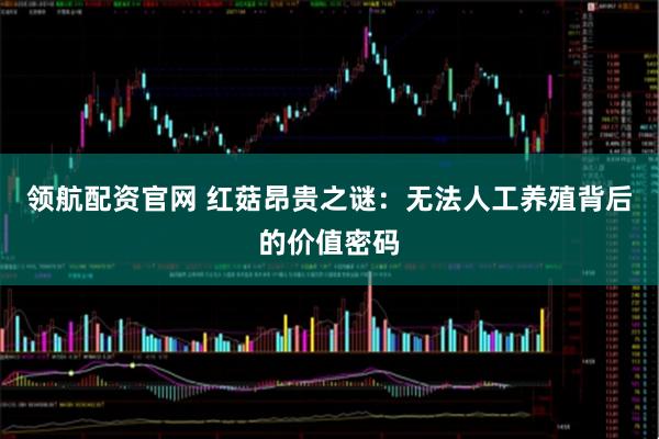 领航配资官网 红菇昂贵之谜：无法人工养殖背后的价值密码